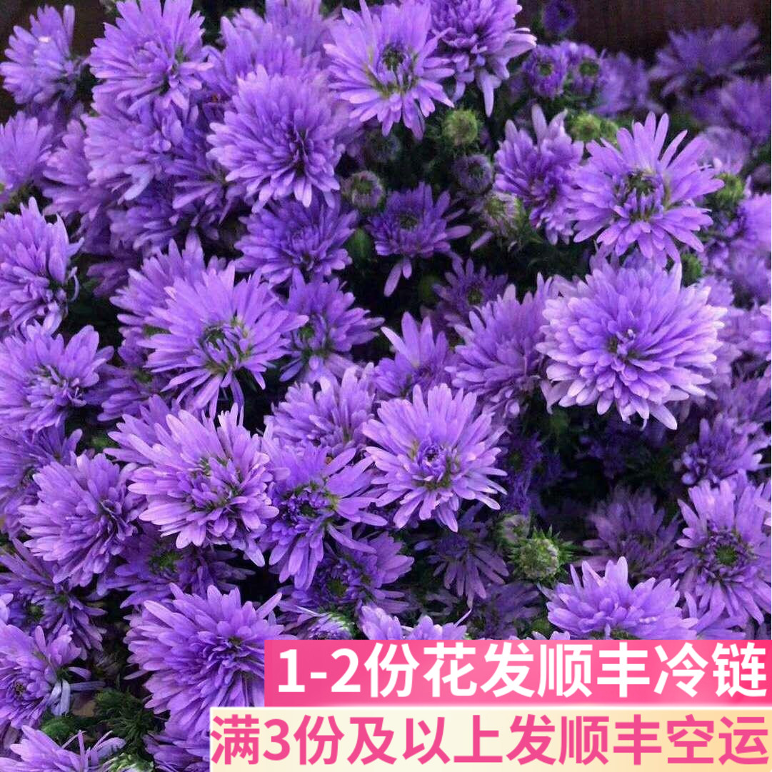孔雀草配花鲜花基地直发