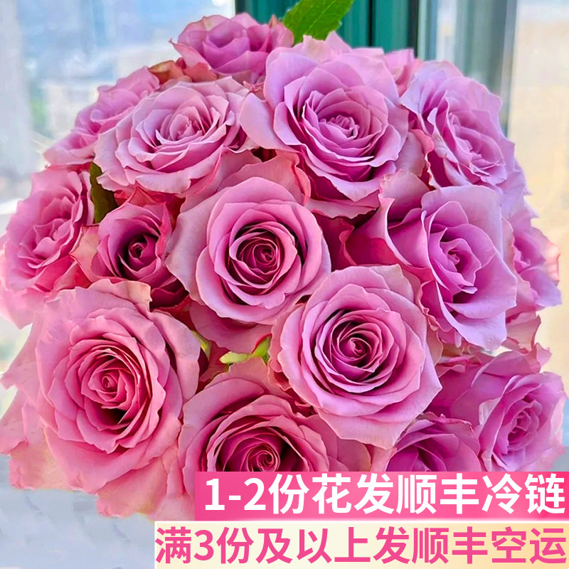 紫霞仙子玫瑰花紫色基地直发