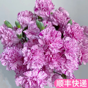 棒棒糖多头康乃馨多丁斗南鲜花基地直发花卉市场批鲜切花发顺丰