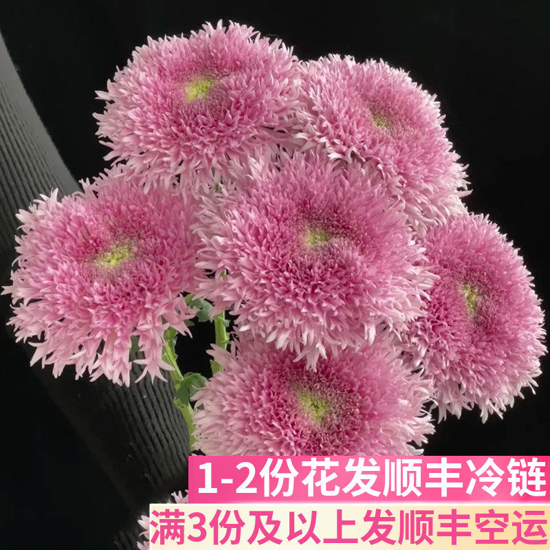 粉色面包菊鲜花基地直发