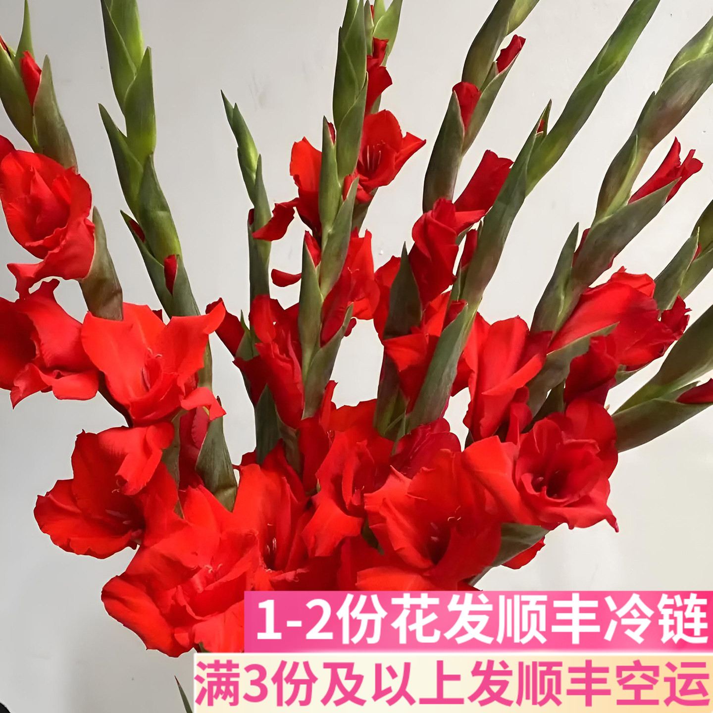 剑兰鲜切花办公室插花