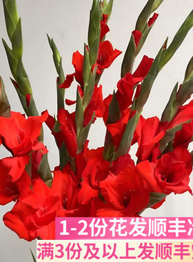 剑兰鲜切花办公室插花