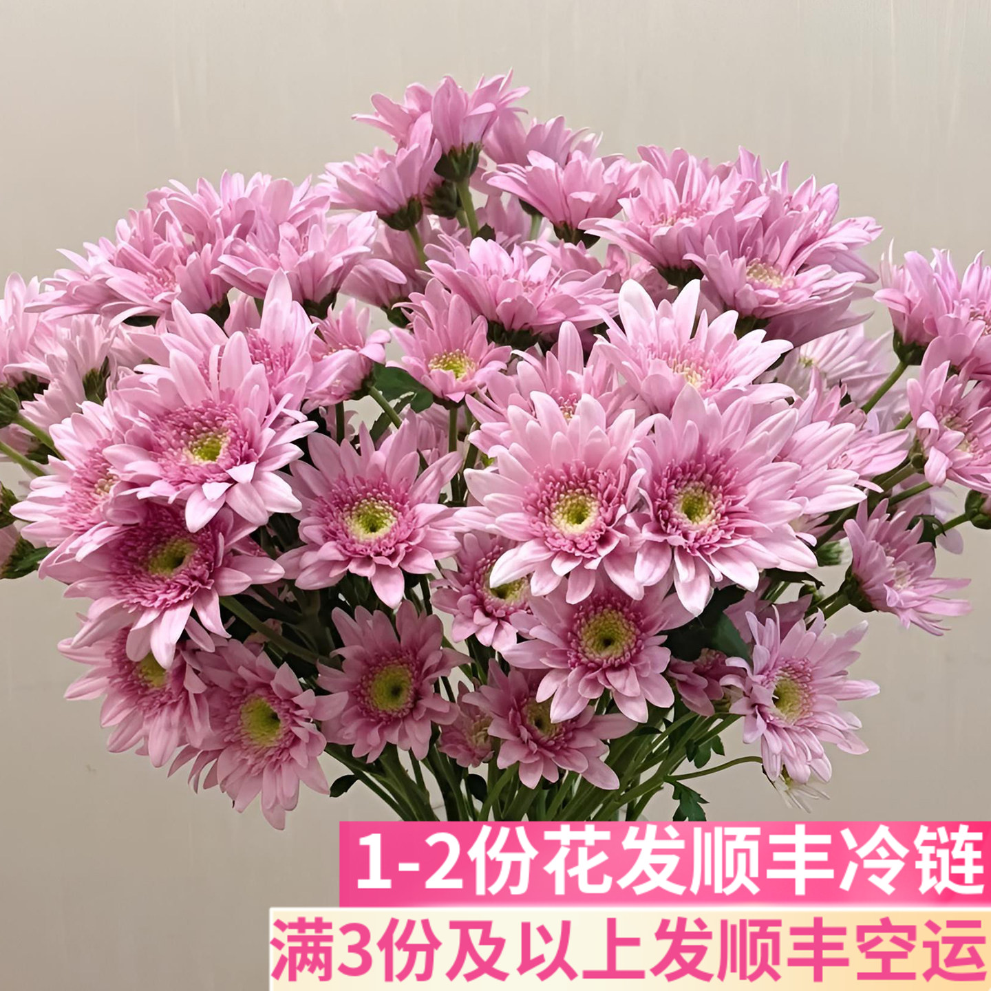 弥勒粉小菊超长花期鲜花