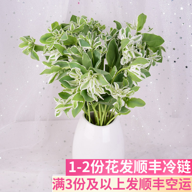 叶上花叶上白高山积雪鲜花云南直