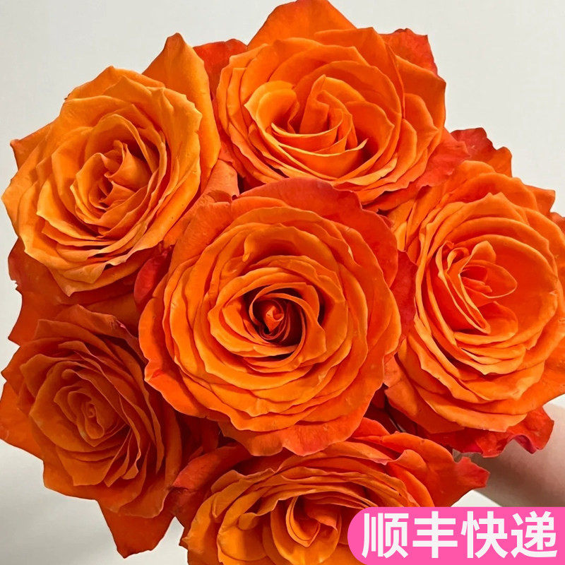 国王日玫瑰花鲜花鲜切花橙色橘色金家用插花斗南基地直发批真花发,鲜花速递/花卉仿真/绿植园艺,花材,淘宝优惠券,粉丝福利购,淘宝优惠卷