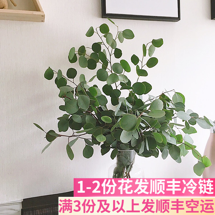 尤加利叶苹果叶配叶配花鲜花云南直发昆明基地斗南花市插花水养