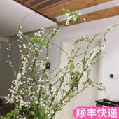 雪柳花鲜枝水养雪柳云南斗南鲜花基地直发花卉市场批顺丰鲜切发