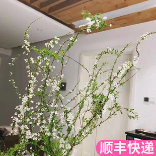 雪柳花鲜枝水养雪柳云南斗南鲜花基地直发花卉市场批顺丰鲜切发