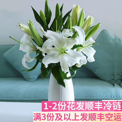 西伯利亚百合花鲜花基地直发