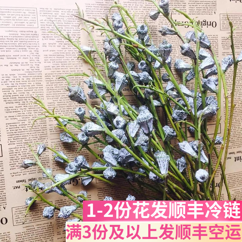 尤加利果可做干花云南基地直发