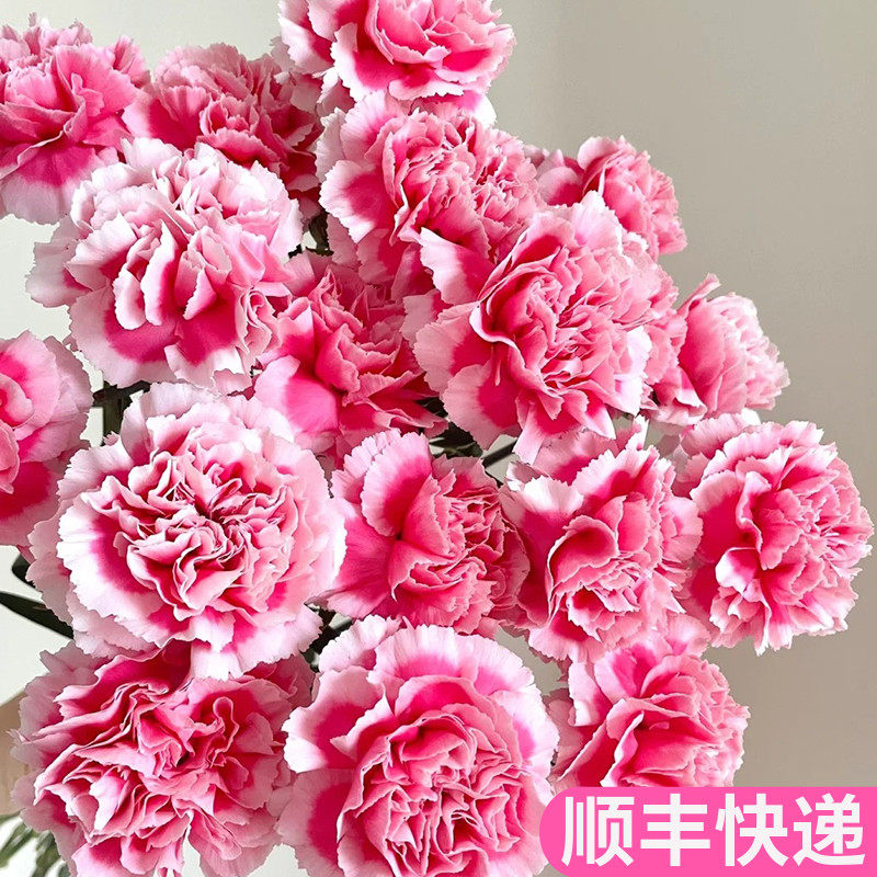 笑颜康乃馨单头粉色稀有斗南鲜花基地直发花卉市场批鲜切花发顺丰