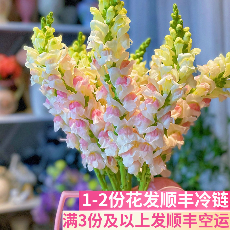 金鱼草客厅鲜花基地直发