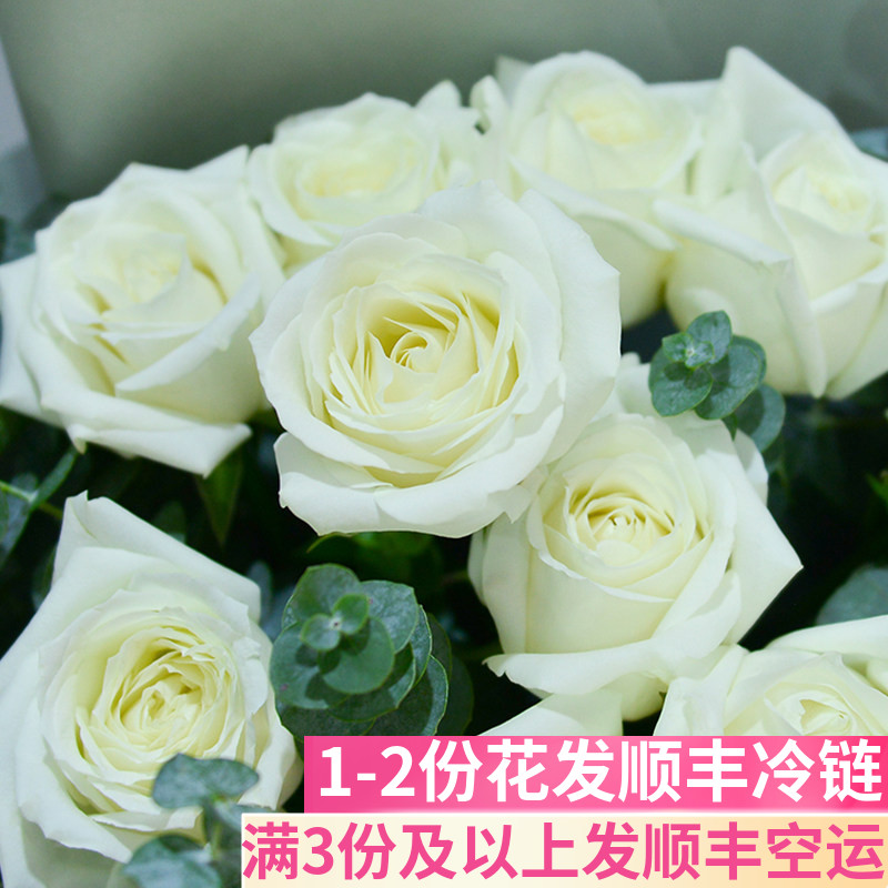 新鲜A级白玫瑰鲜花基地直发