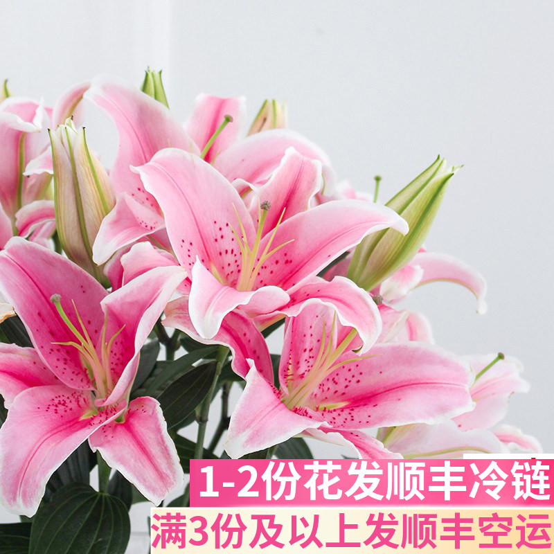 斗南花市索尔发货百合