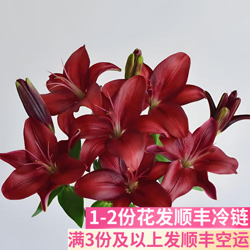 黑贝壳亚百合家用插花