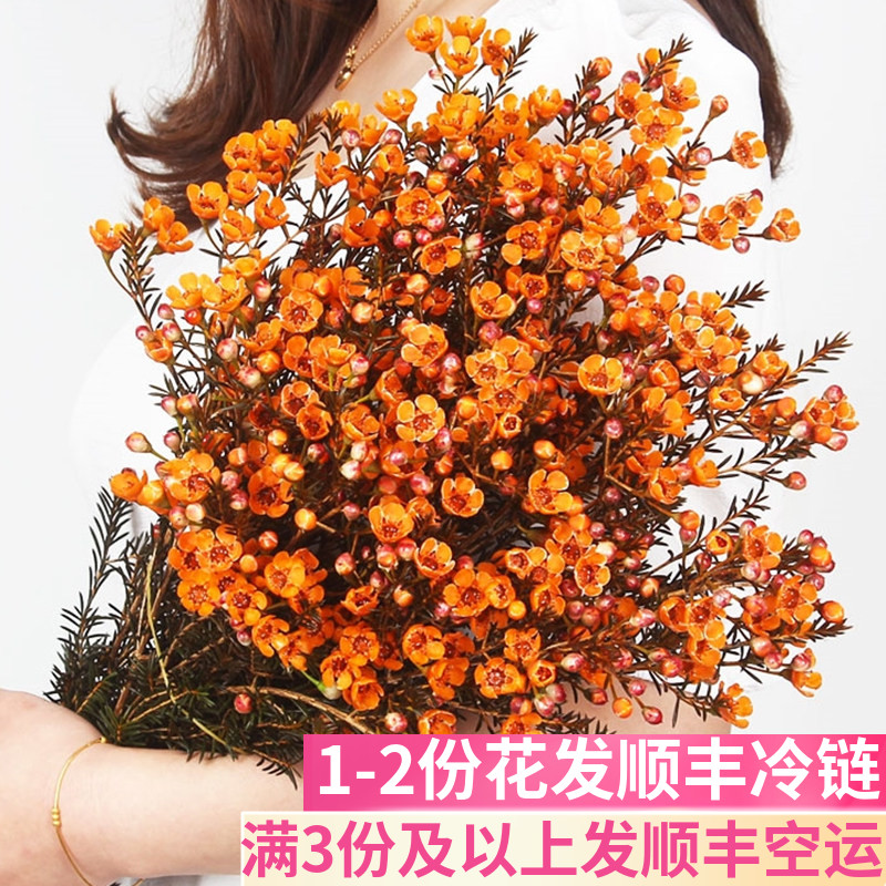 橙色腊梅鲜切花基地直发