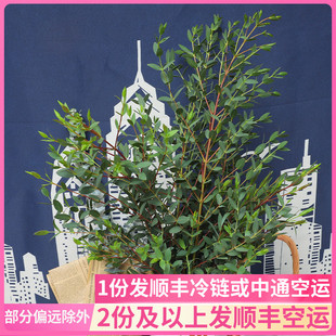 细叶尤加利配叶配花鲜花云南直发基地斗南花市花卉市场插花水养