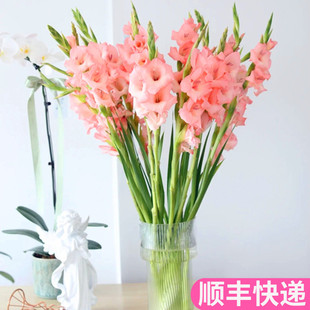 节节高切花鲜花云南直发基地斗南花市水培真花家用水养粉色剑兰