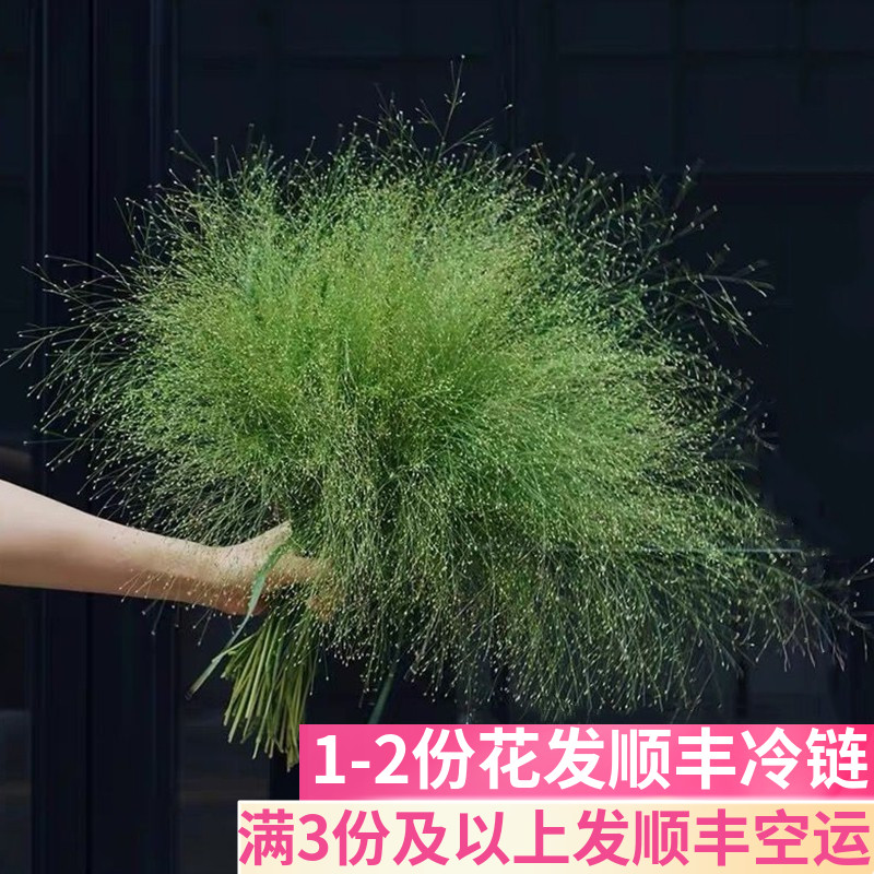 喷泉草云南斗南鲜花基地直发昆明花卉市场真花批插花水养花市发