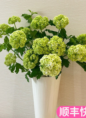 木绣球鲜花切枝基地直发昆明花卉市场批鲜切花发真花小众绿色清新