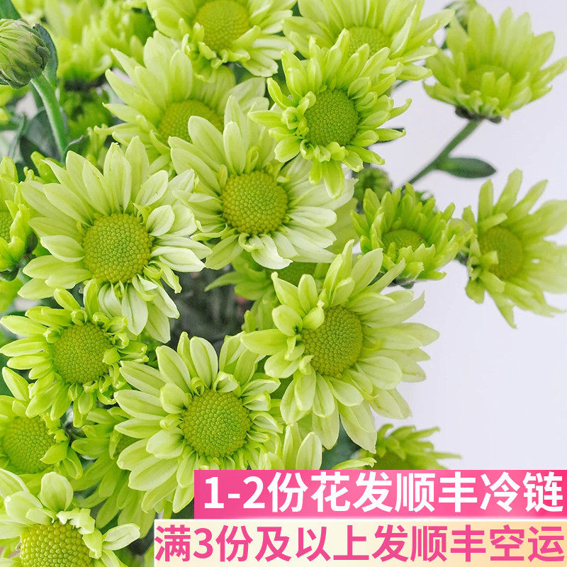 绿精灵雏菊云南鲜花基地直发
