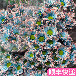 吸色菊小菊雏菊鲜花真花花期超长青花瓷稀有小众斗南基地直发花卉