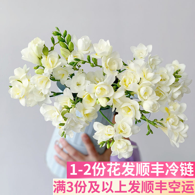 香雪兰鲜切花云南基地直发