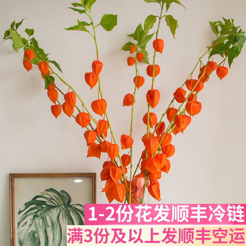 酸浆果灯笼果鲜花基地直发图片