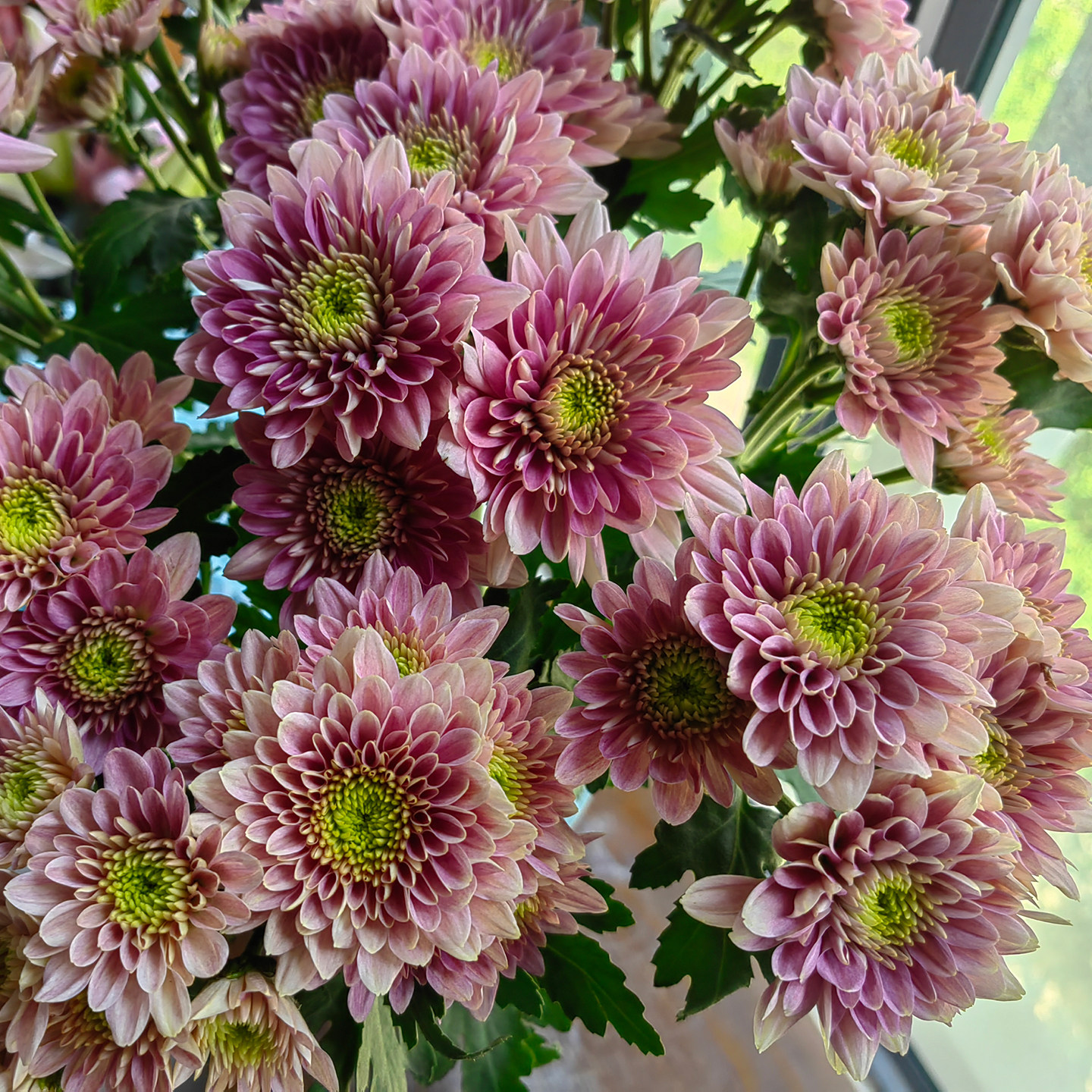 粉神仙小菊小雏菊家用插花鲜切花