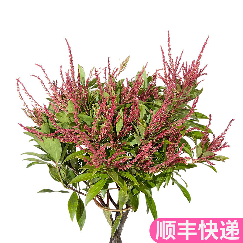 山里红鲜花云南直发基地斗南花市水养水培配花配草花卉市场花束