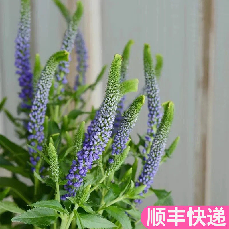 鼠尾草配草鲜花基地直发