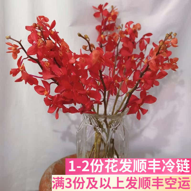 千代兰红色客厅鲜花基地直发