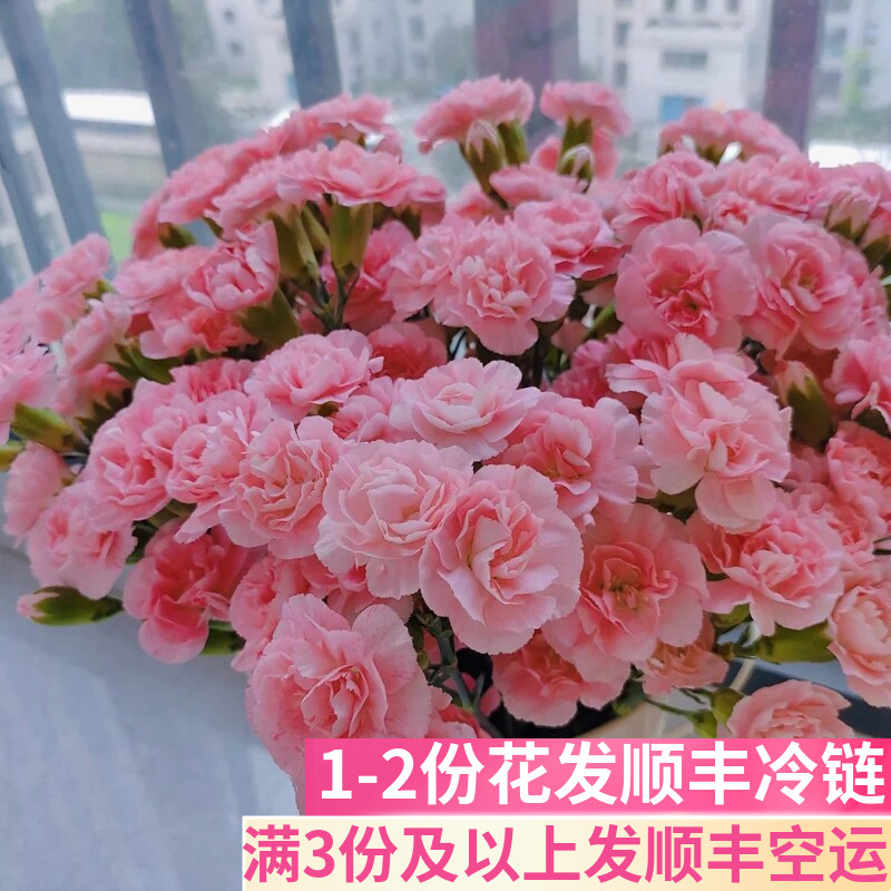 粉色粉珍珠多头康乃馨基地直发