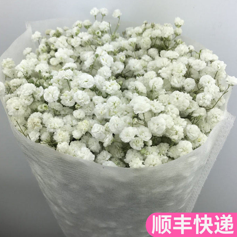云南鲜花基地直发满天星新鲜真花花束直批超大巨型昆明花卉伊洛斯
