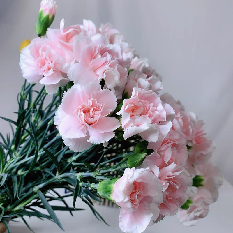 太子妃多头康乃馨云南斗南鲜花基地直发昆明花卉市场真花插花水养