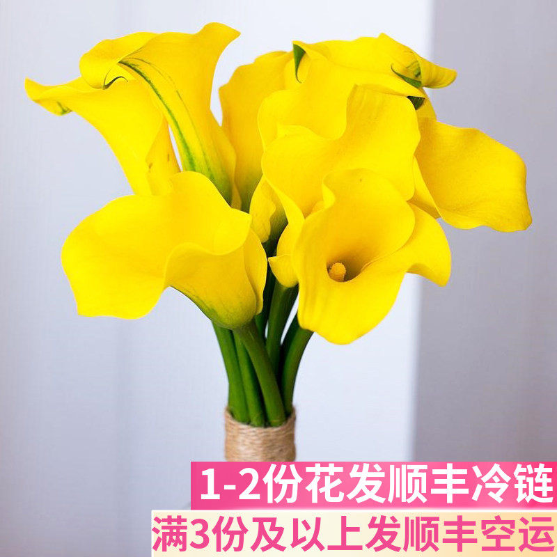 黄色马蹄莲鲜切花云南基地直发