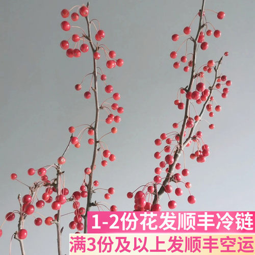 海棠果红色小苹果基地直发