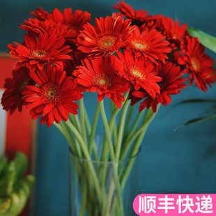 非洲菊红色弗朗扶郎礼物婚庆斗南基地直发花卉市场批鲜切花发顺丰