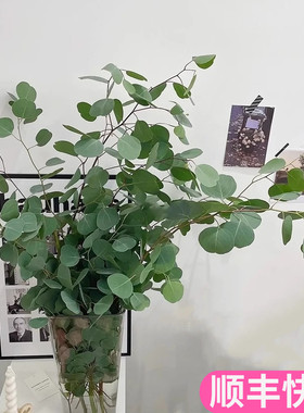 苹果叶桉尤加利叶配叶配花绿色清新斗南基地直发花卉市场批鲜切发