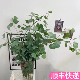 苹果叶桉尤加利叶配叶配花绿色清新斗南基地直发花卉市场批鲜切发