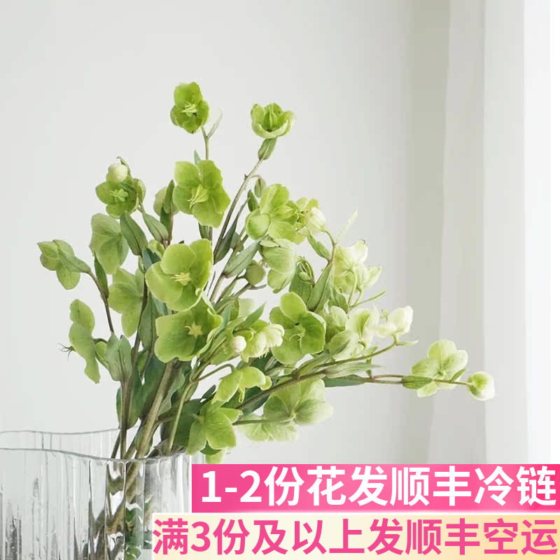 兔葵鲜切花云南鲜花基地直发