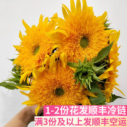 重瓣泰迪向日葵鲜花基地直发