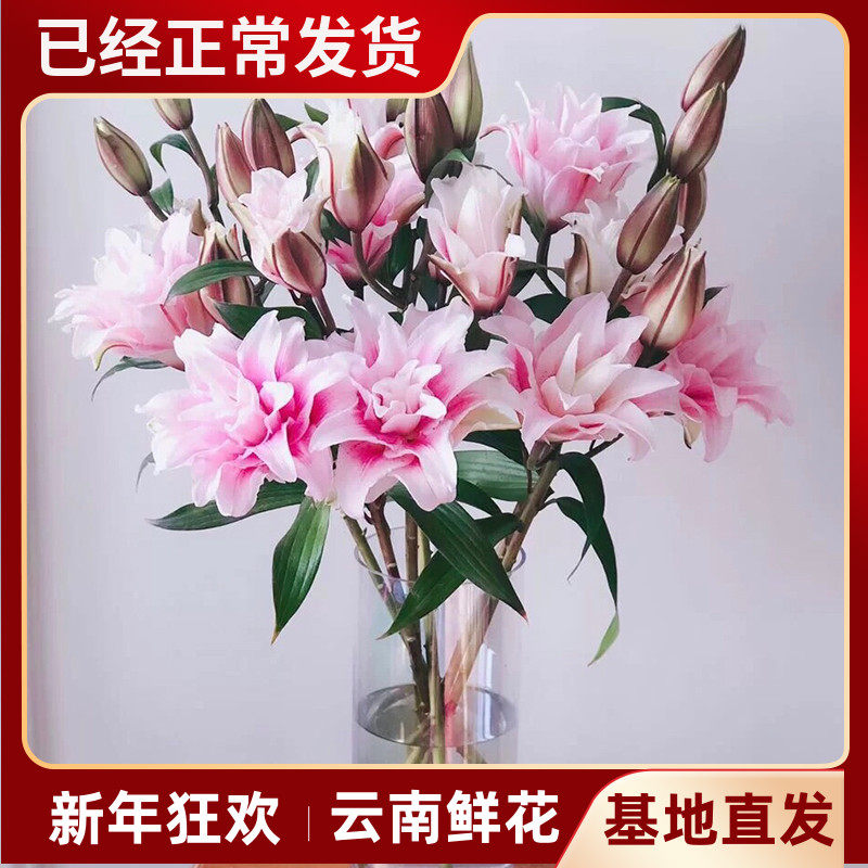 伊莎贝拉重瓣百合真花百合花水养云南直发家用带花苞发货香水重辫