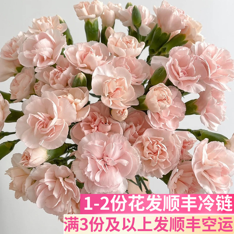 流年多头康乃馨鲜切花基地直发