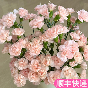 流年多头康乃馨稀有多丁顺丰斗南鲜花基地直发花卉市场鲜切花真花