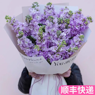 紫罗兰鲜花重瓣云南斗南基地直发昆明花卉市场批花市插瓶发浅紫色