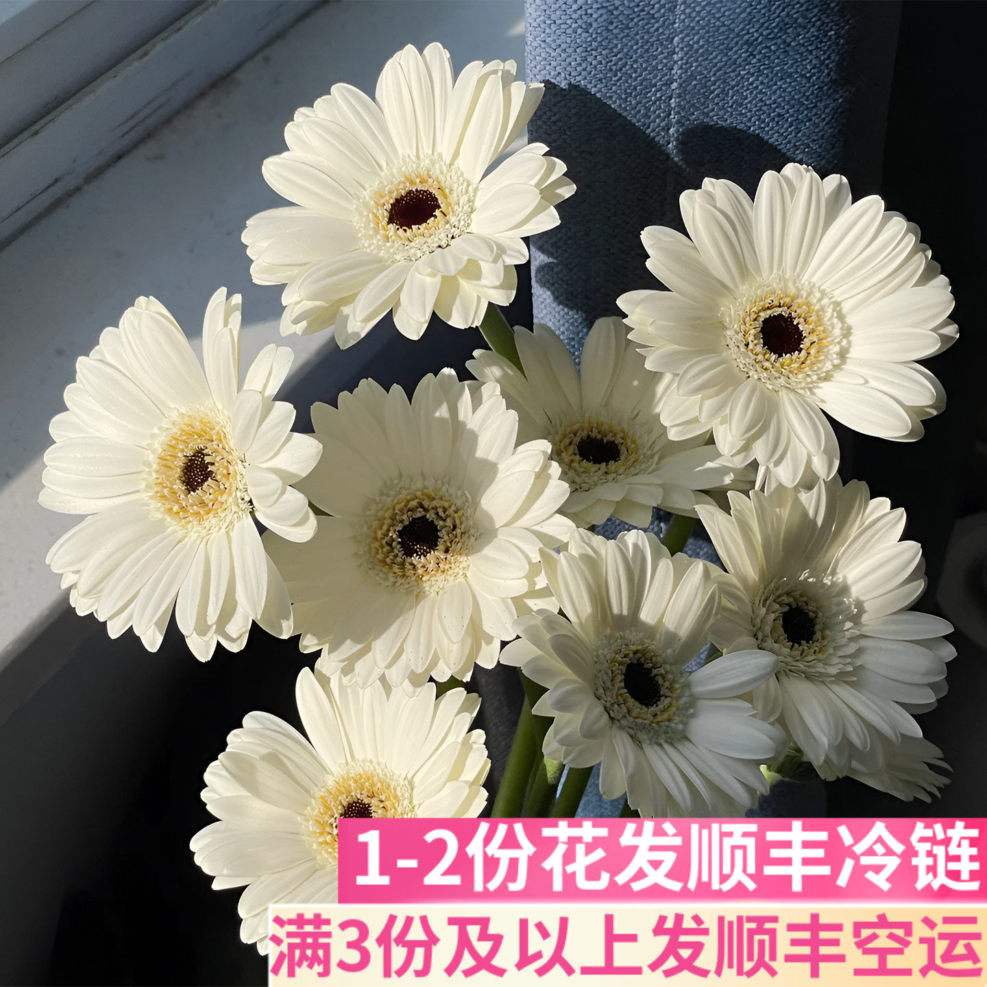 伊犁迷你非洲菊白色弗朗商务插花