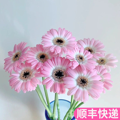 迷你珍爱弗朗非洲菊云南基地直发