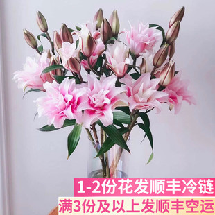 伊莎贝拉重瓣百合花斗南鲜花基地直发花卉市场批香水发真多瓣多层