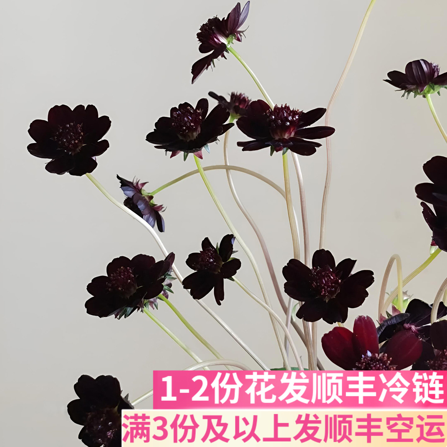 巧克力秋英鲜花稀有小众花艺搭配斗南基地直发昆明花卉市场真花